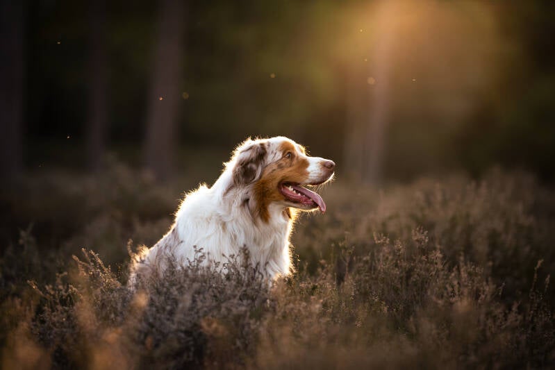 Australische Herder Hondenfotoshoot honden fotograaf Echtenerzand