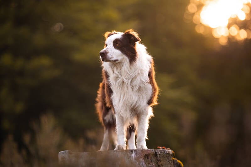 Hondenfotograaf Drenthe Hondenfotoshoot Romantisch Border Collie