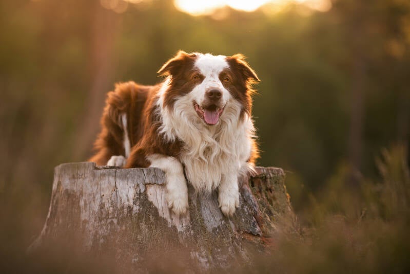 Honden Fotoshoot Hondenfotograaf Echten Drenthe Border Collie