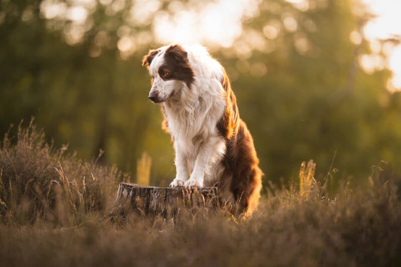 Border Collie op boomstam hond fotografie hondenfotograaf boomstam Echten