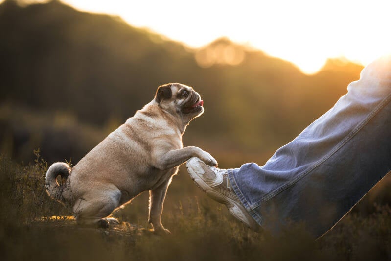 Pug met golden hour hondenfotograaf Drenthe en Hondenfotograaf Nederland