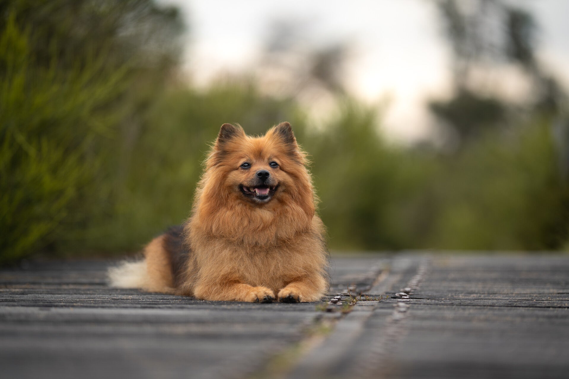 Hondenfotograaf Ede Bennekom - liggende Cocker Spaniel bij Kasteel Hoeklelum