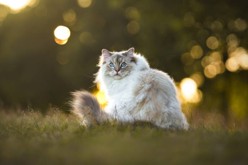 Katten fotograaf Gelderland Drenthe fotografie Ragdoll