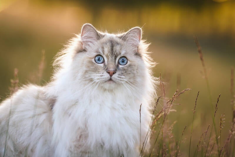 Fotoshoot met kat in de natuur Gelderland Drenthe