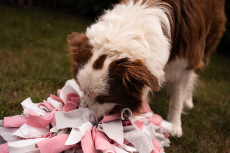 Hond met snuffelmat mentale verrijking fourageren