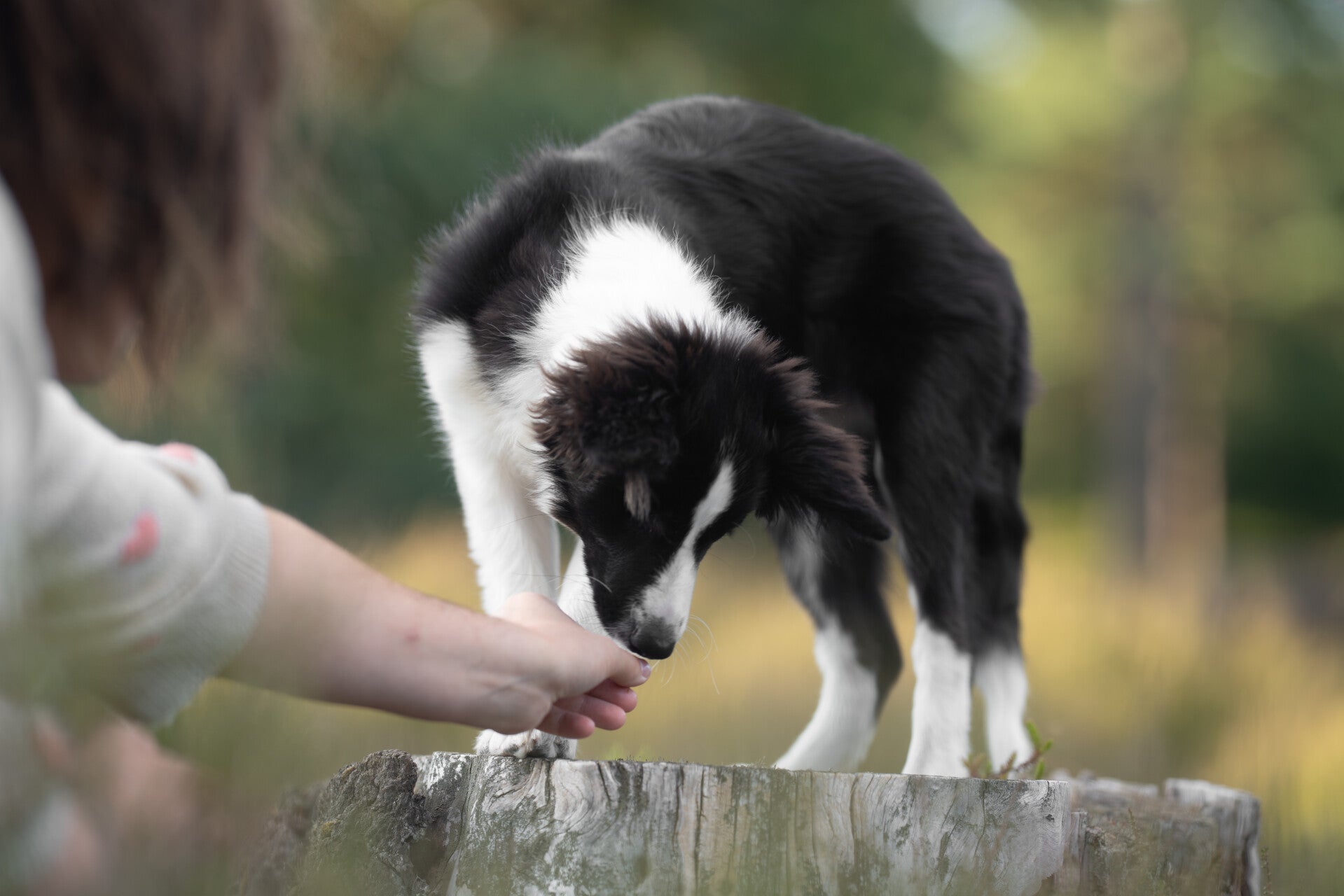 Samenwerken met puppy