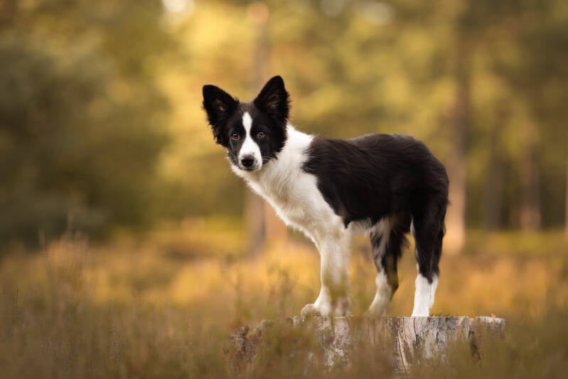 Bordercollie op heide fotoshoot