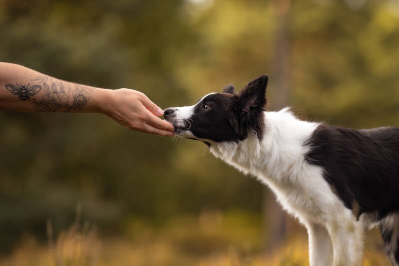Puppy fotoshoot