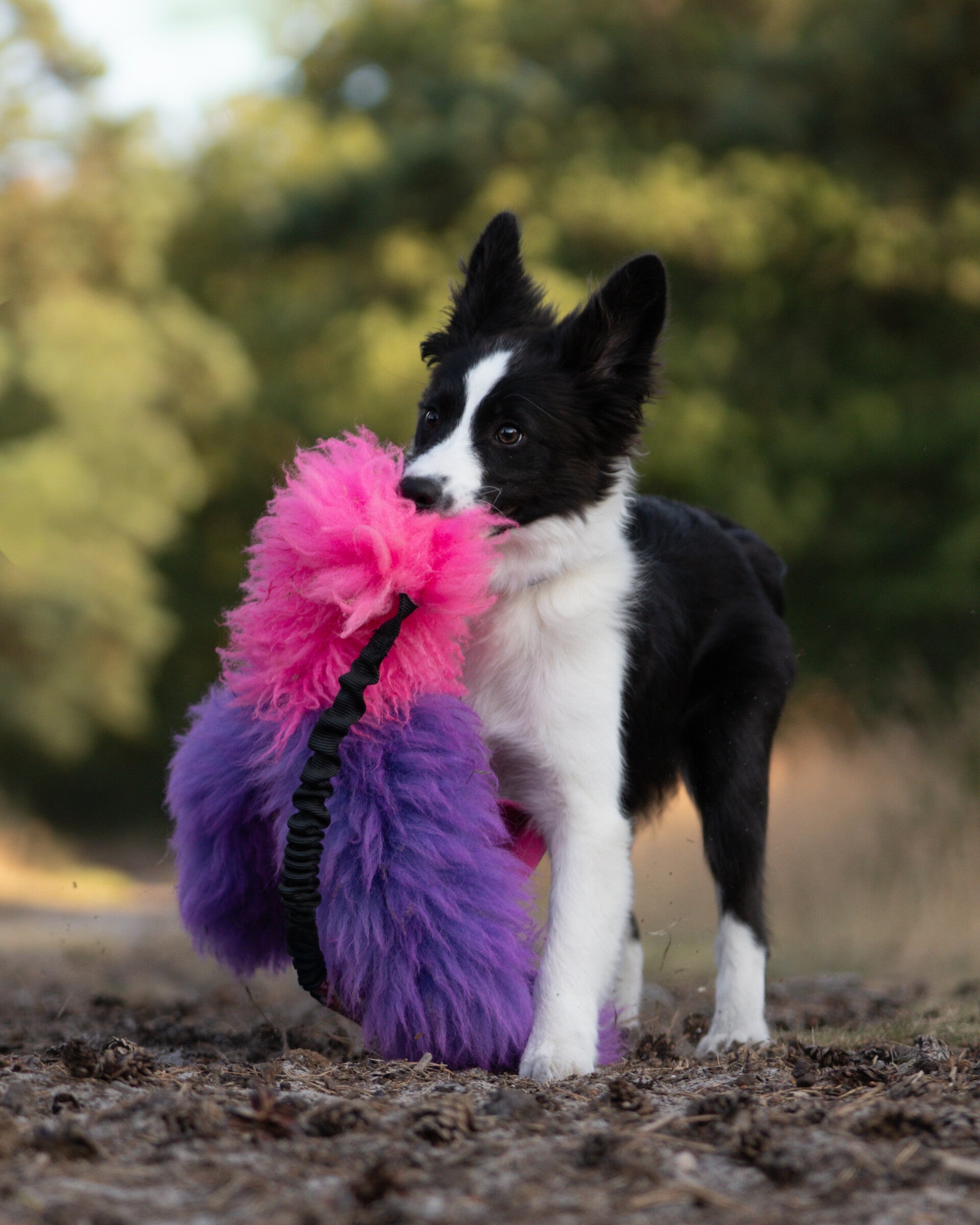 Puppy met groot speeltje honden verrijking