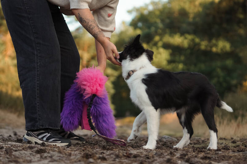 Snuffelen hond en baas verrijking