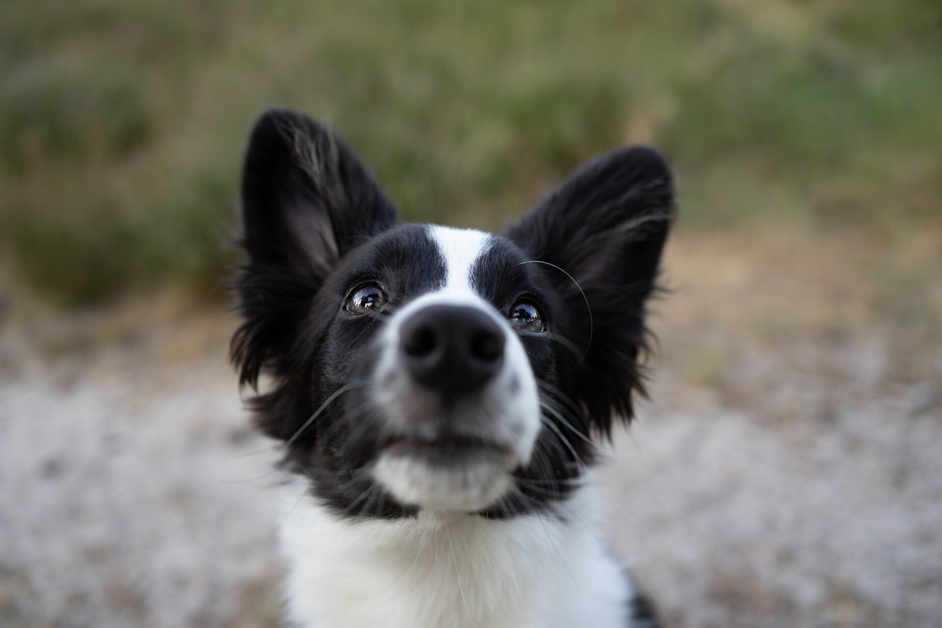 Neus van een hond