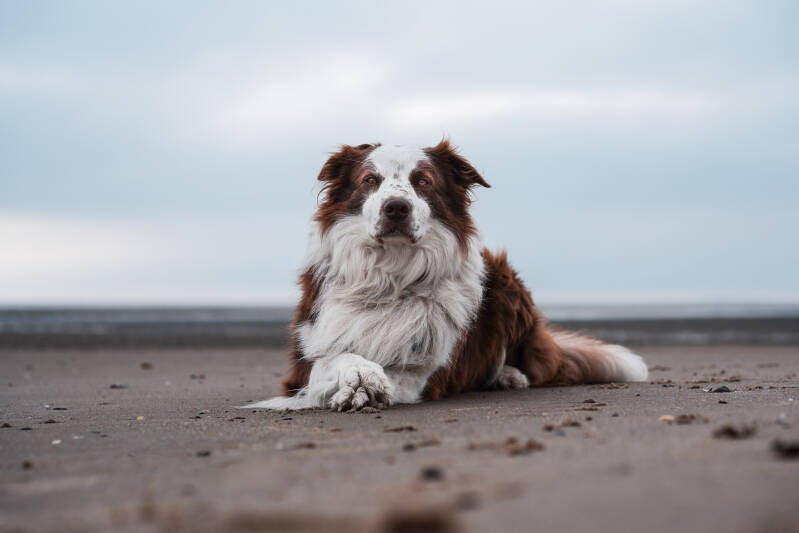 Border collie op het strand hondenfotograaf honden fotoshoot