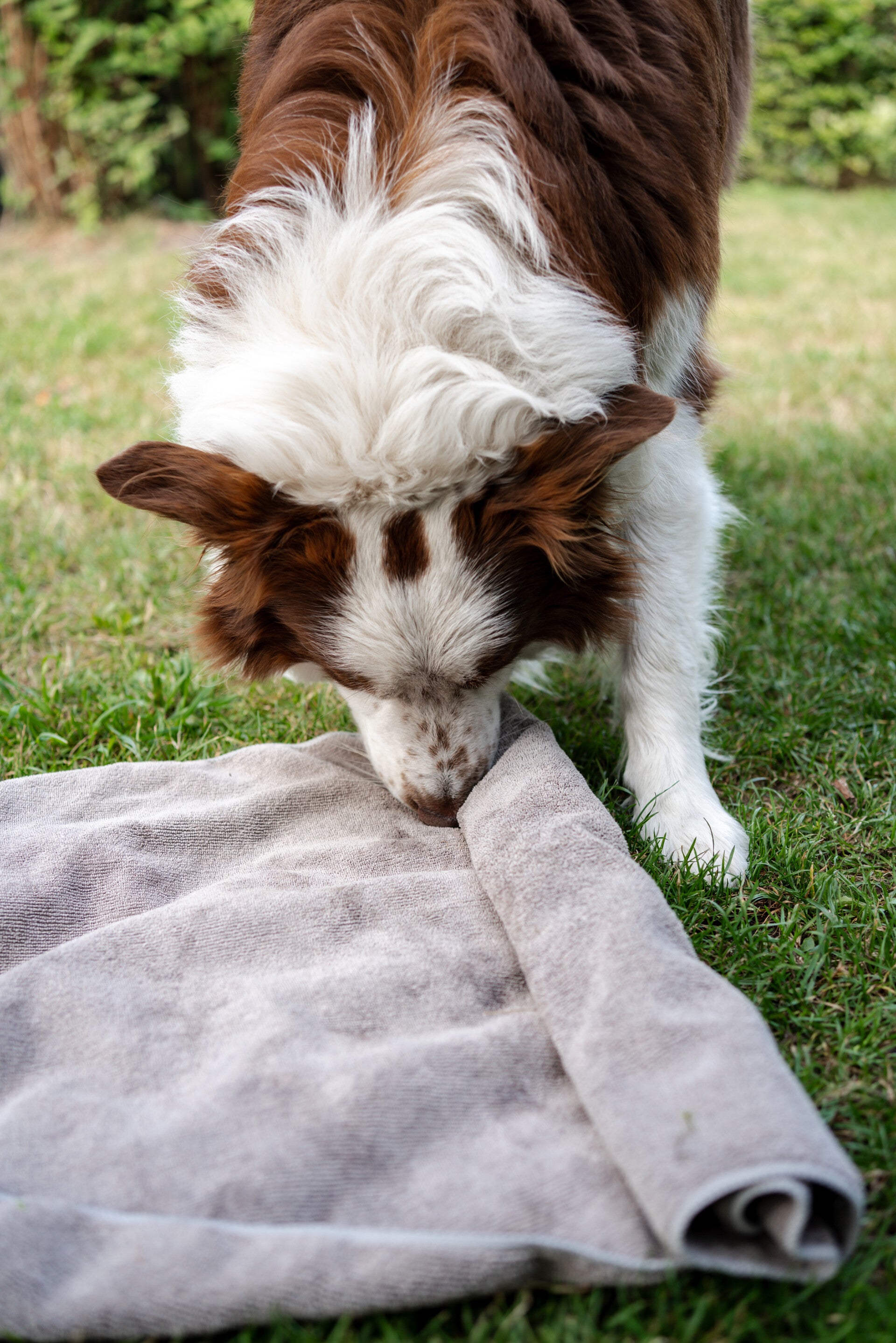 Denkspel hond handdoek