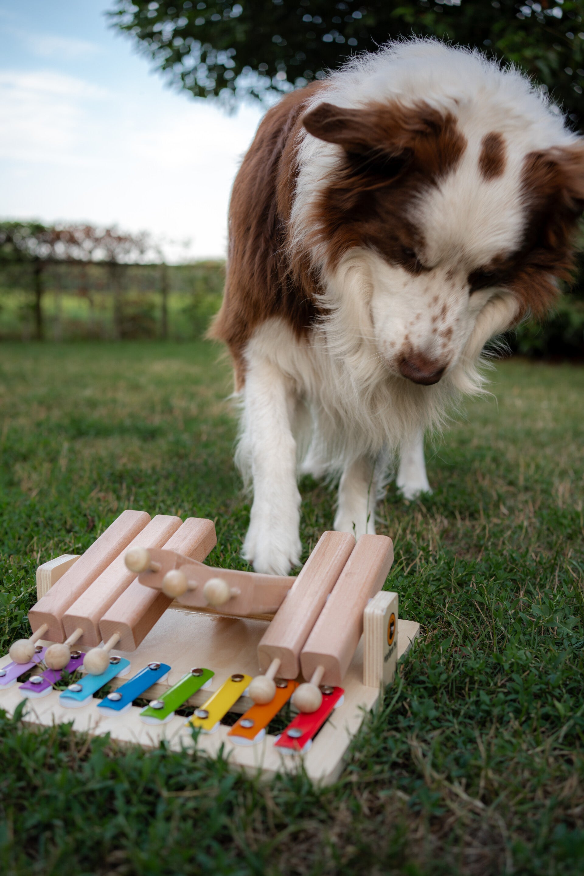 Hond met denkspel
