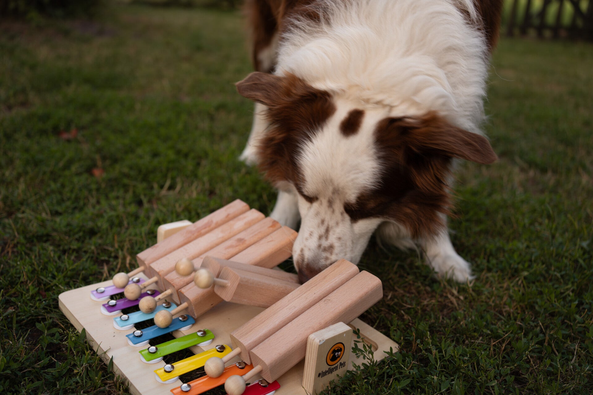 Denkspel aanleren hond