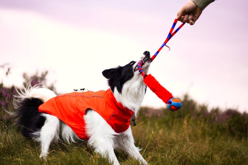 Speelbeloning hond