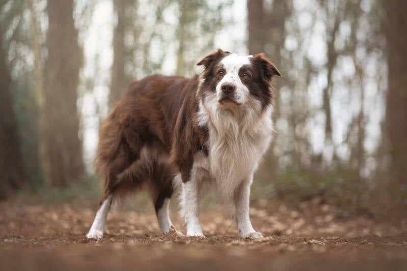 Border Collie Drenthe fotoshoot Zuidwolde