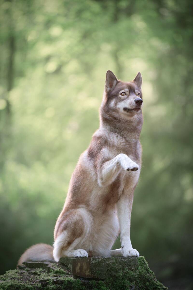 Foto van een hond die zwaait. voorbeeld voor pose zwaaien. Foto van Eeveon Fotografie.