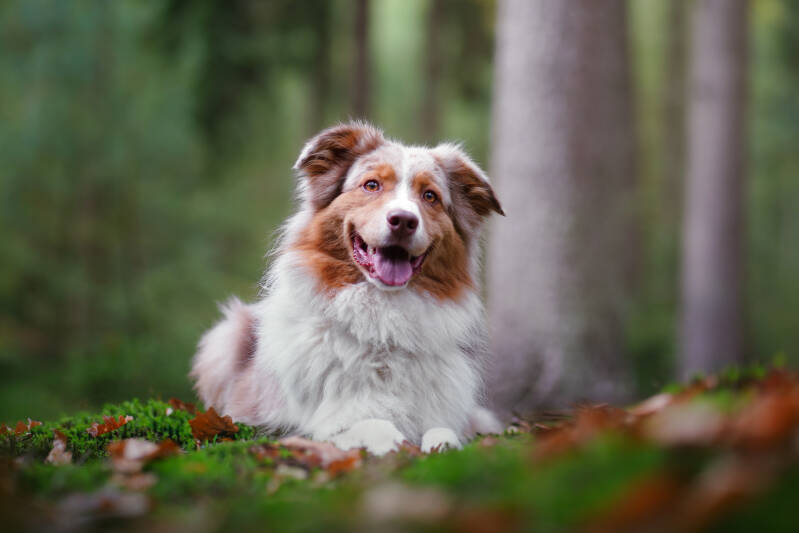 Australische herder fotoshoot in Staphorst hondenfotograaf Drenthe