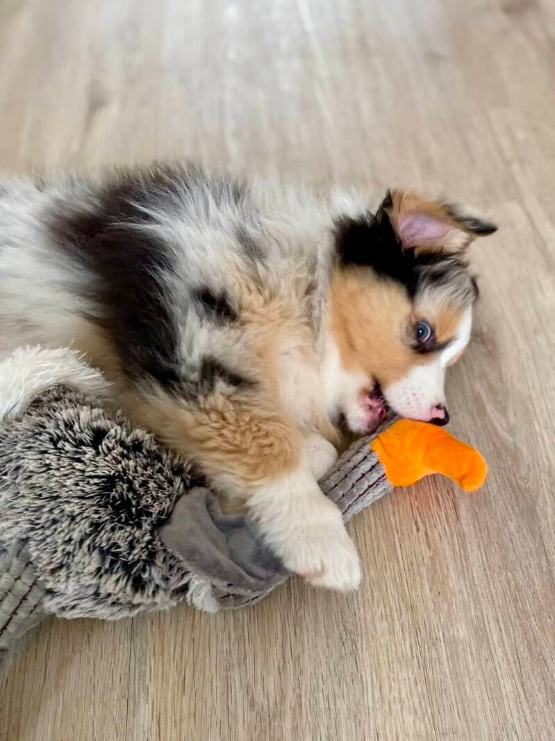 Puppy met speelgoed kauwen zacht