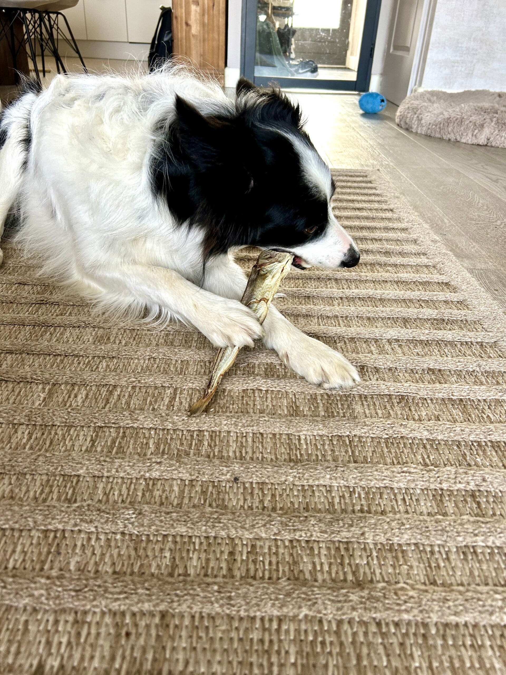 kauwen op snack hond