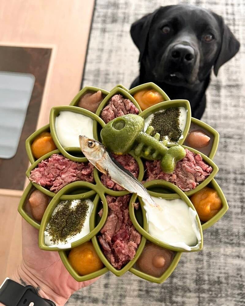 Voerverrijking hond labrador