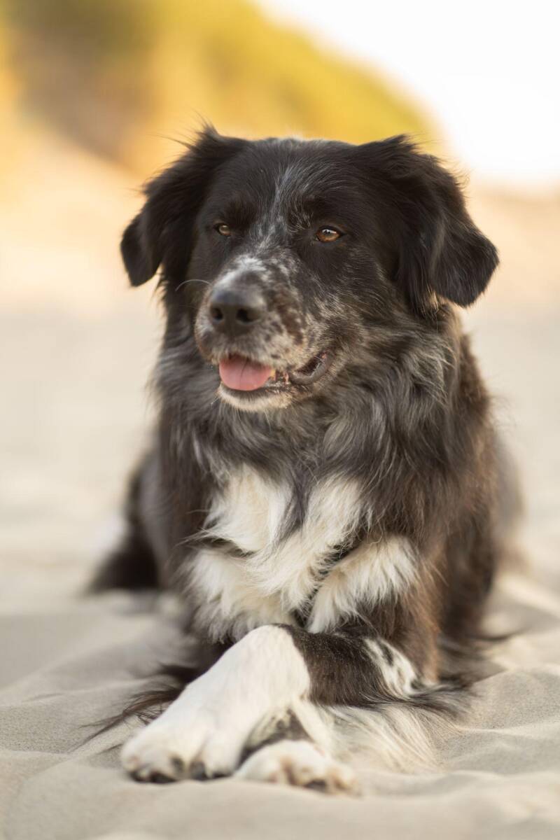 Foto van hond die pootjes kruist. Voorpootjes kruisen. Foto van Eeveon fotografie