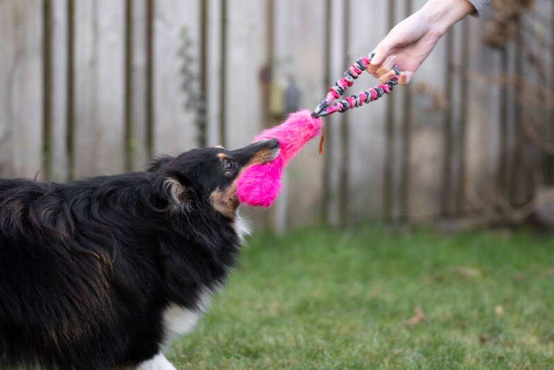 Spelen hond verrijking