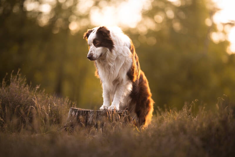 Hondenfotoshoot met border collie Drenthe magisch