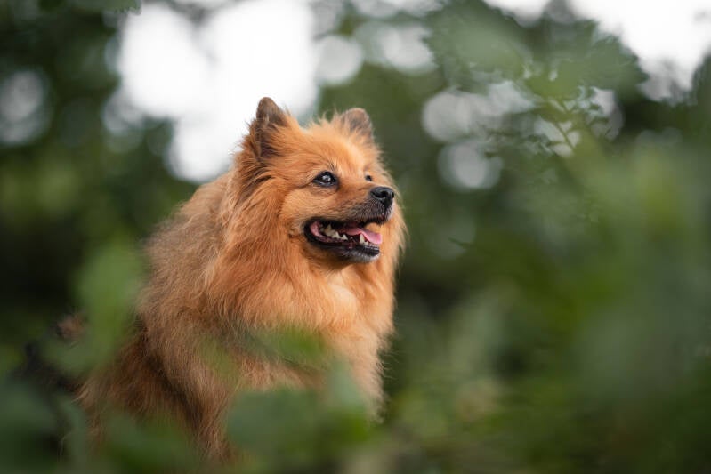 Keeshond Hondenfotograaf Gelderland Hondenfotosthoot