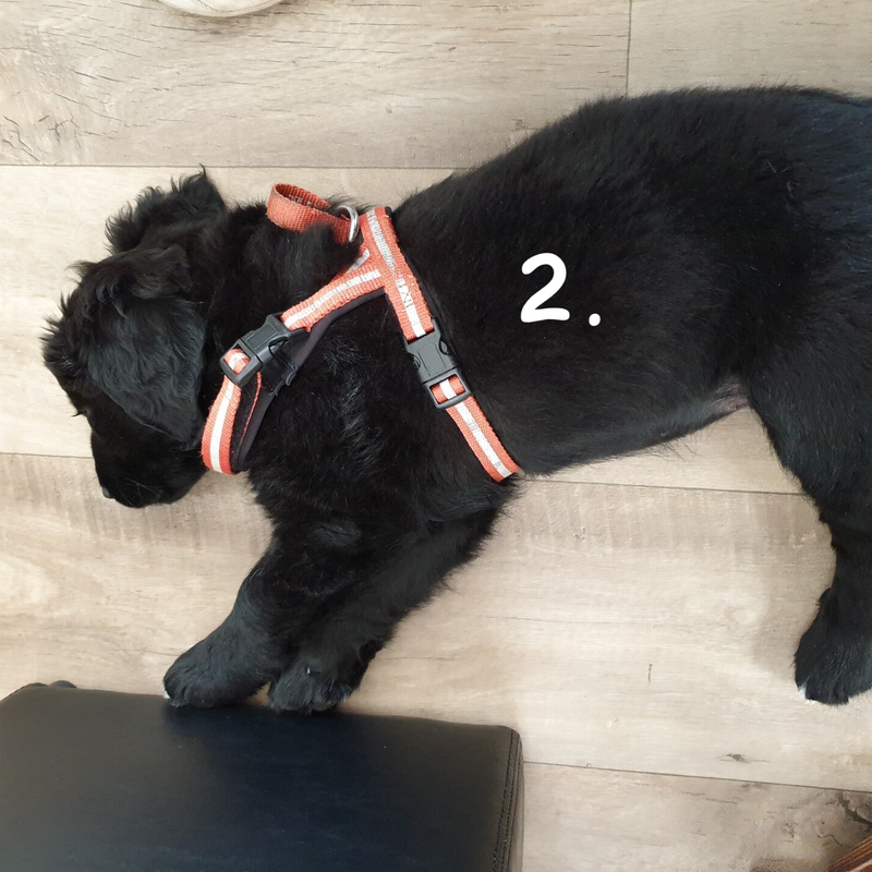 voorbeeld van een puppy met tuig om. Howly Design.