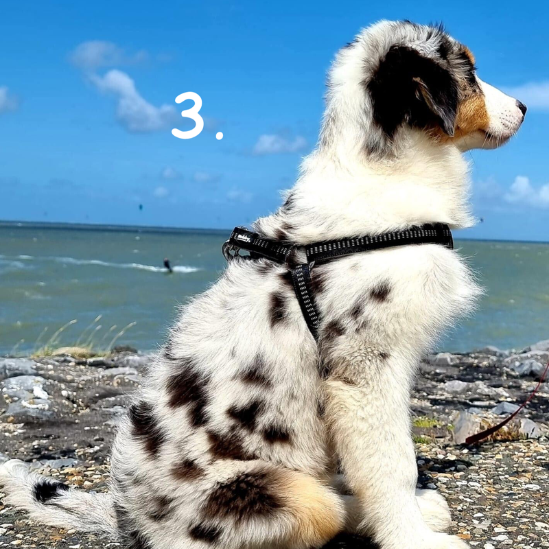 voorbeeld van een puppy met tuig om. Howly Design.