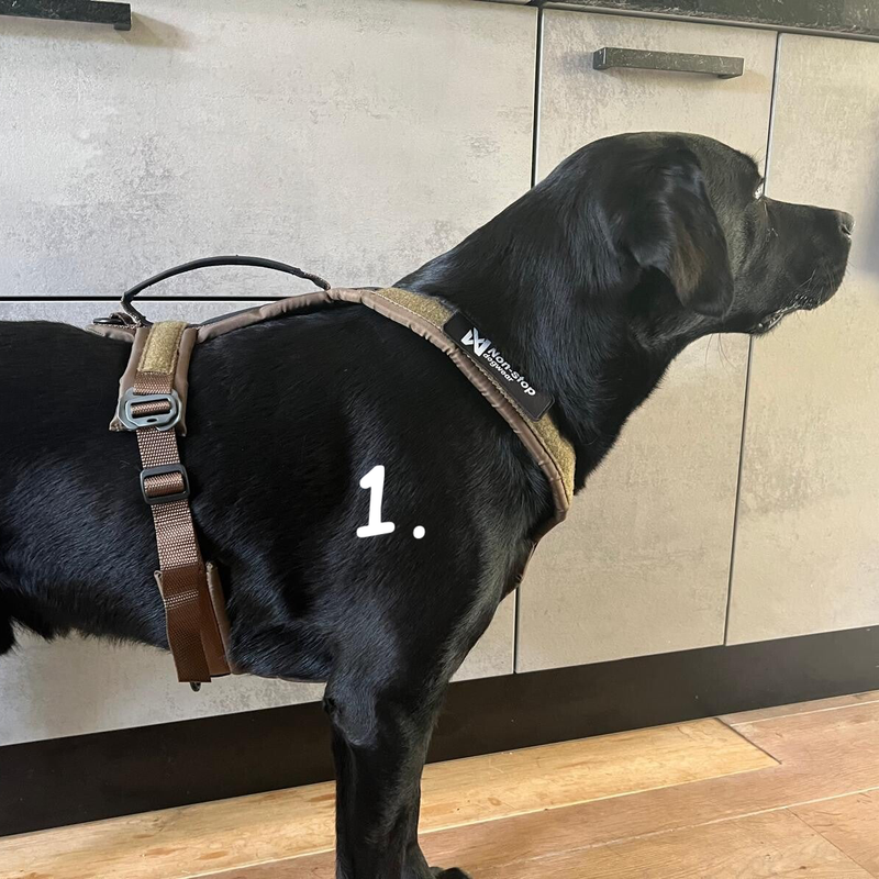 Voorbeeld van een labrador met een tuig om. Howly Design.