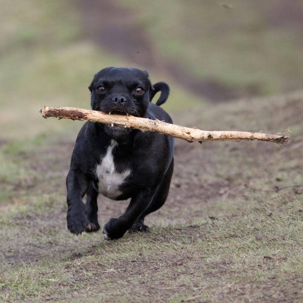 Hond met stok zijn deze veilig