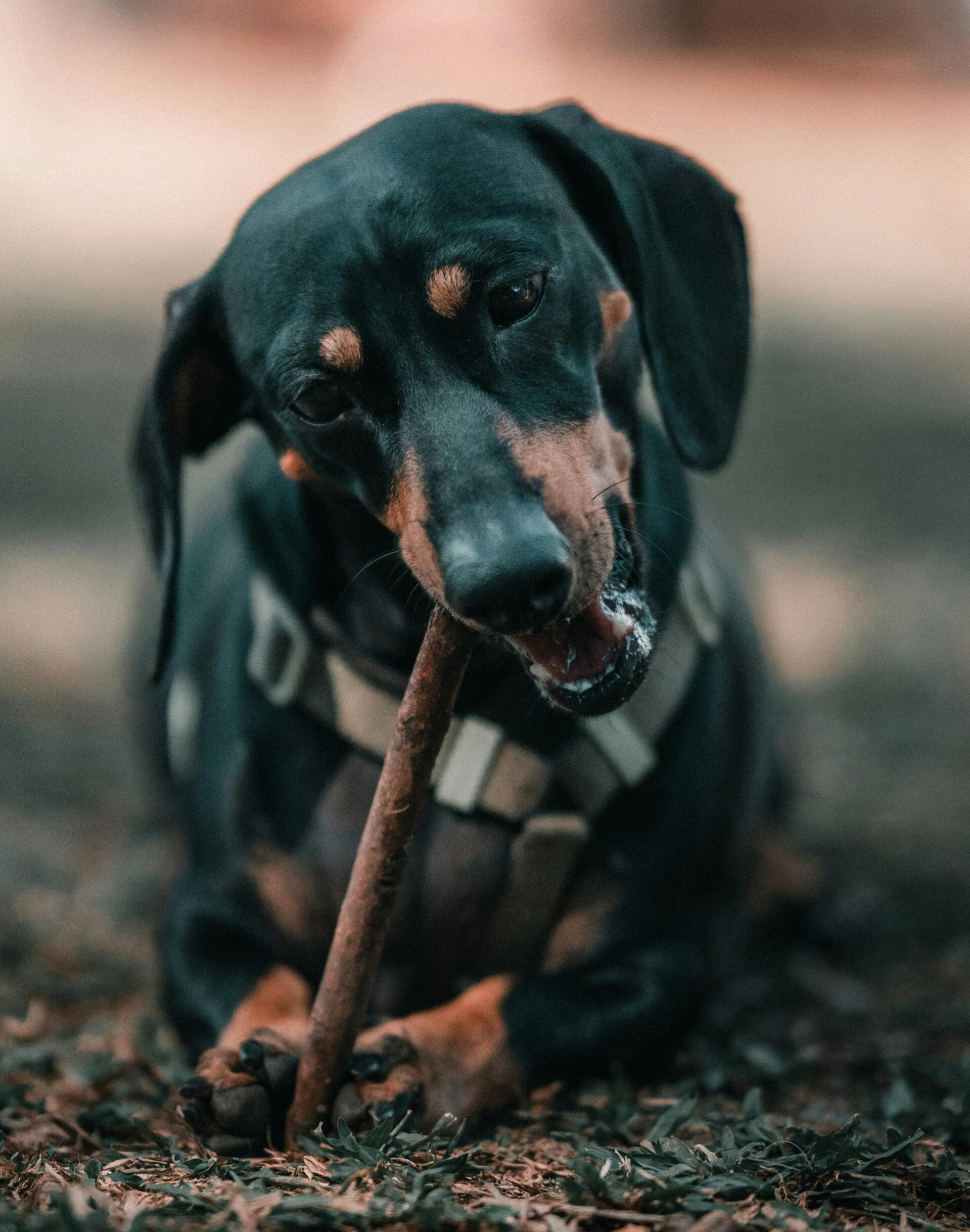 Hond kauwen op stok gevaarlijk