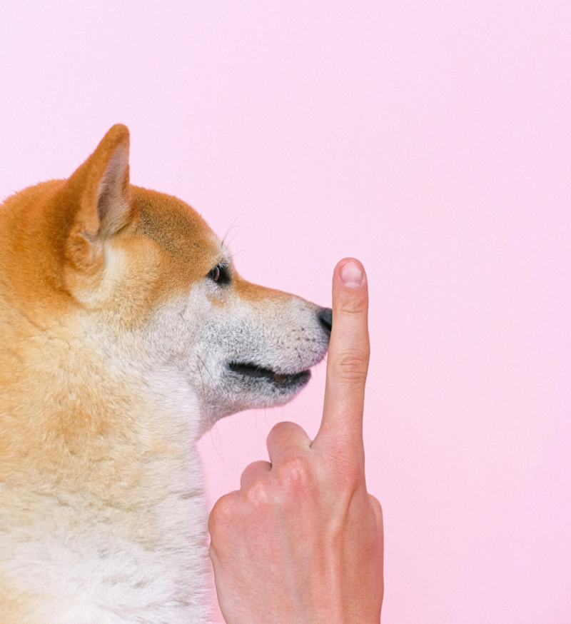 straffen hond hondentraining
