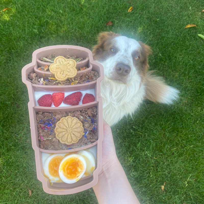 Enrichment slowfeeder voor senior hond