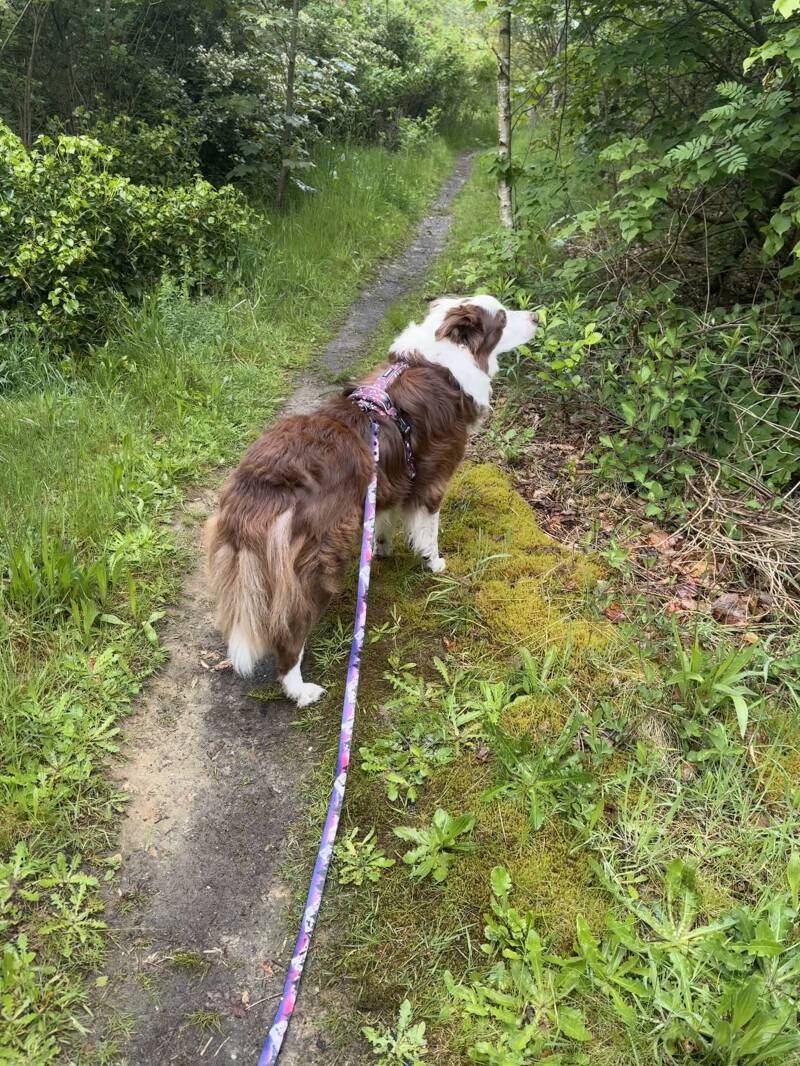 Snuffelwandeling met hond