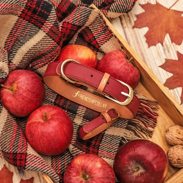 Classic Pup: Bordeaux - Friendship Collar