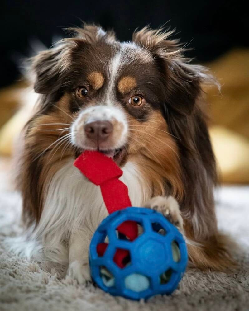 Enrichment met hond met fleece rolletjes