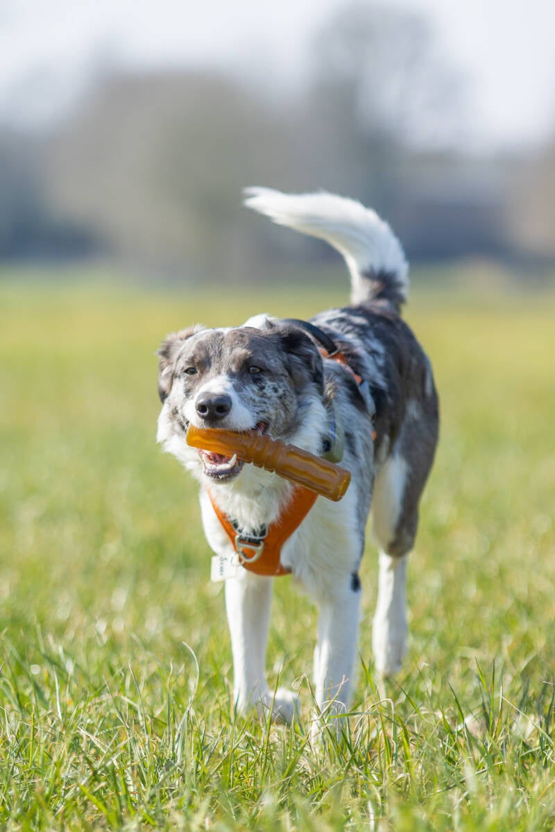 rennende hond verrijking speelgoed