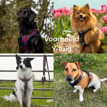 voorbeelden van het y-harnas of y-tuig bij honden