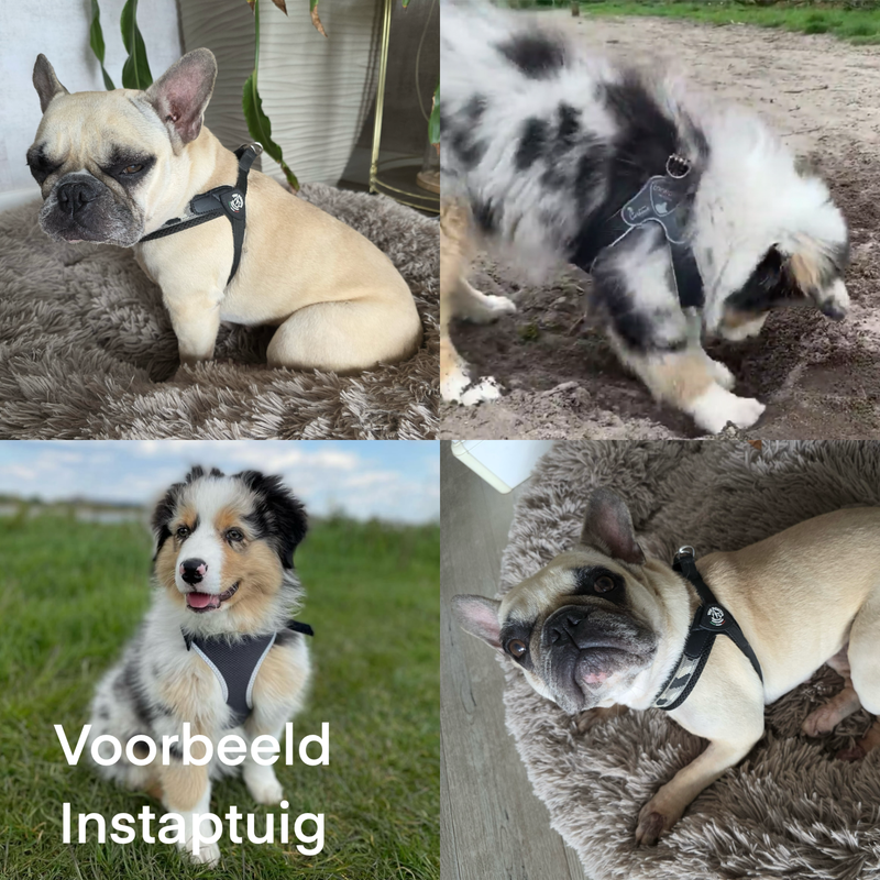 voorbeelden van het instapharnas of instaptuig bij honden