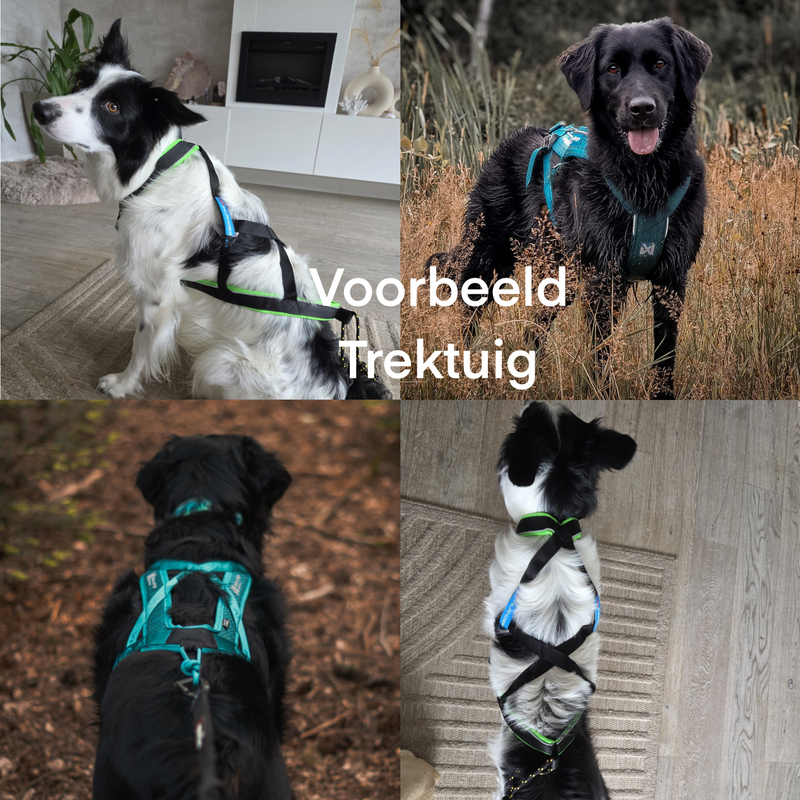 voorbeelden van het trektuig of trekharnas bij honden, bedoeld voor hondensporten.