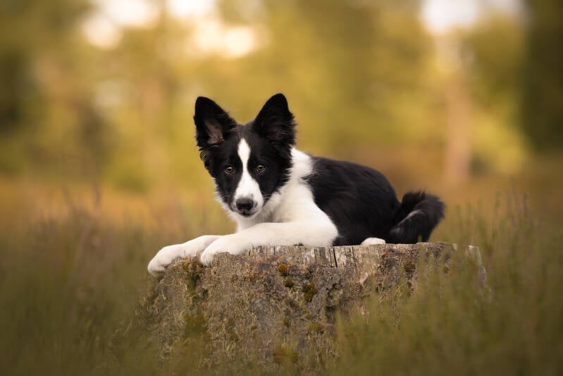 Puppyfotoshoot Drenthe Gelderland