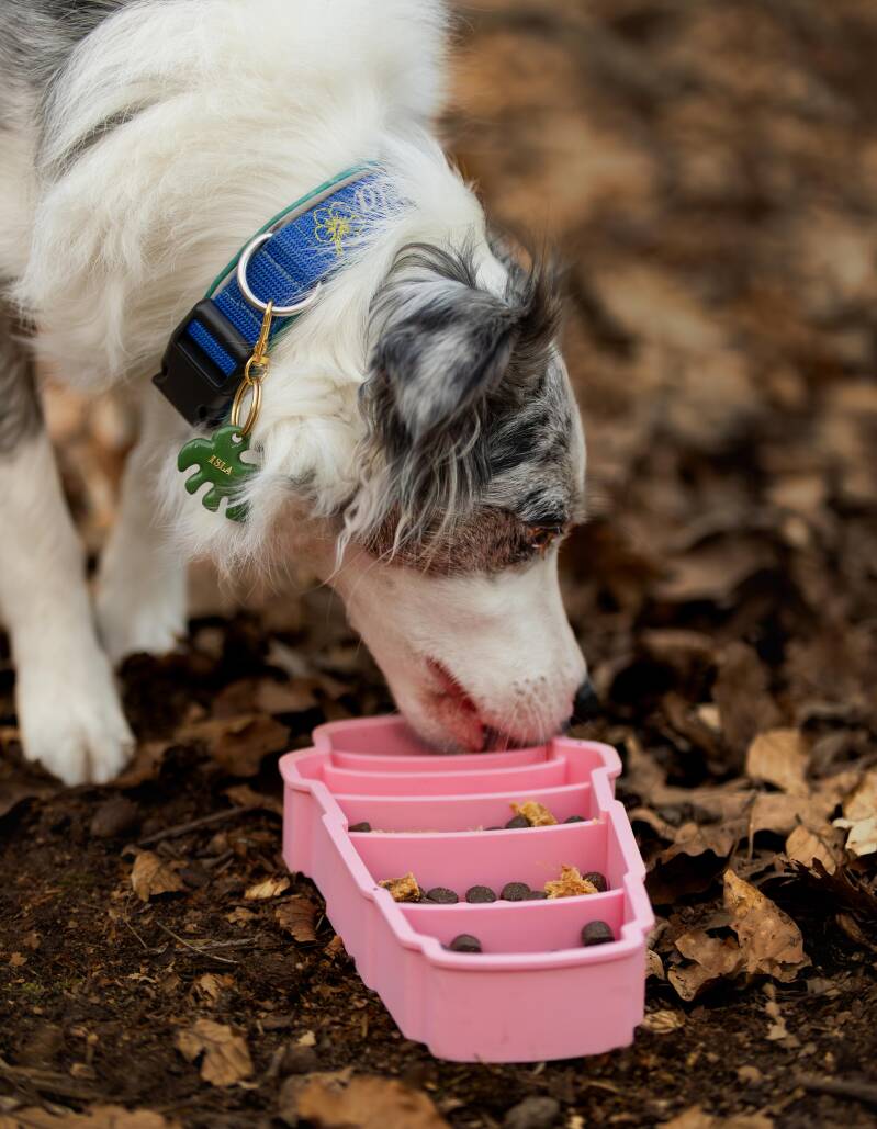 verrijking voor hond pup cup