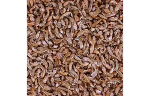 Nourriture Gammarus Brun