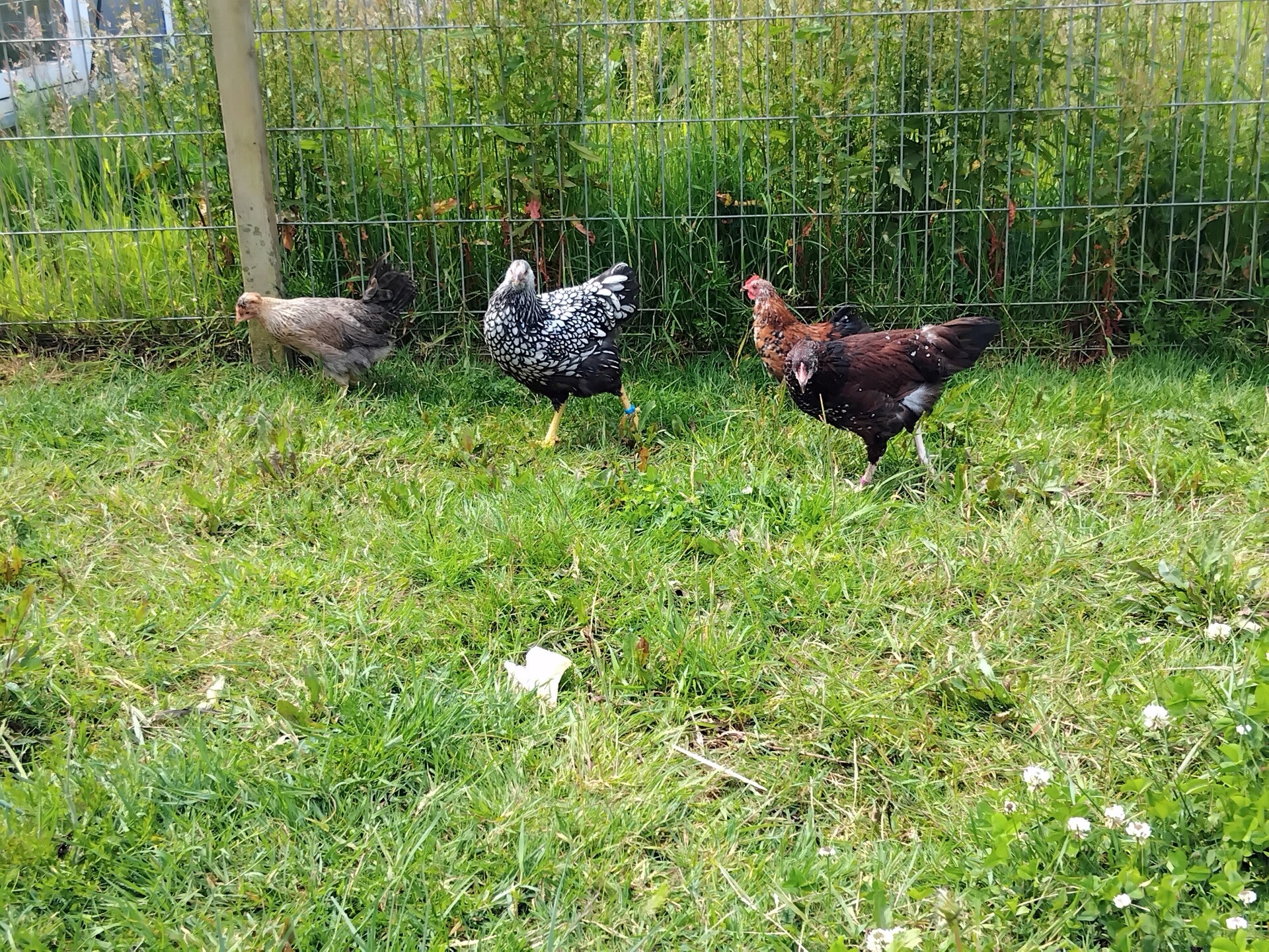 Poulet et poulettes  4 semaines à 3 mois  pure races  ou croiser pondeuses