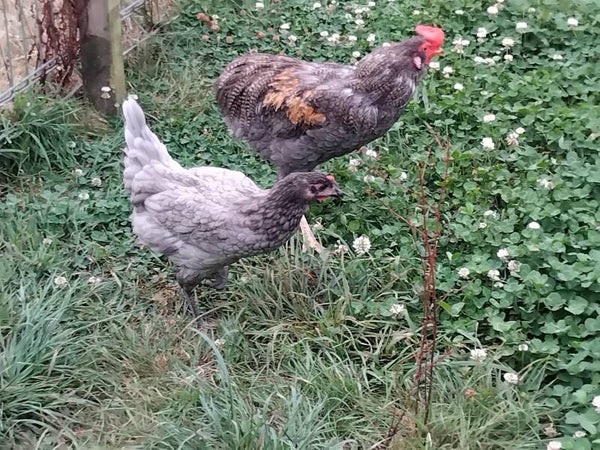 Oeuf fécondé gris cendré et coq Araucana  gris cendré
