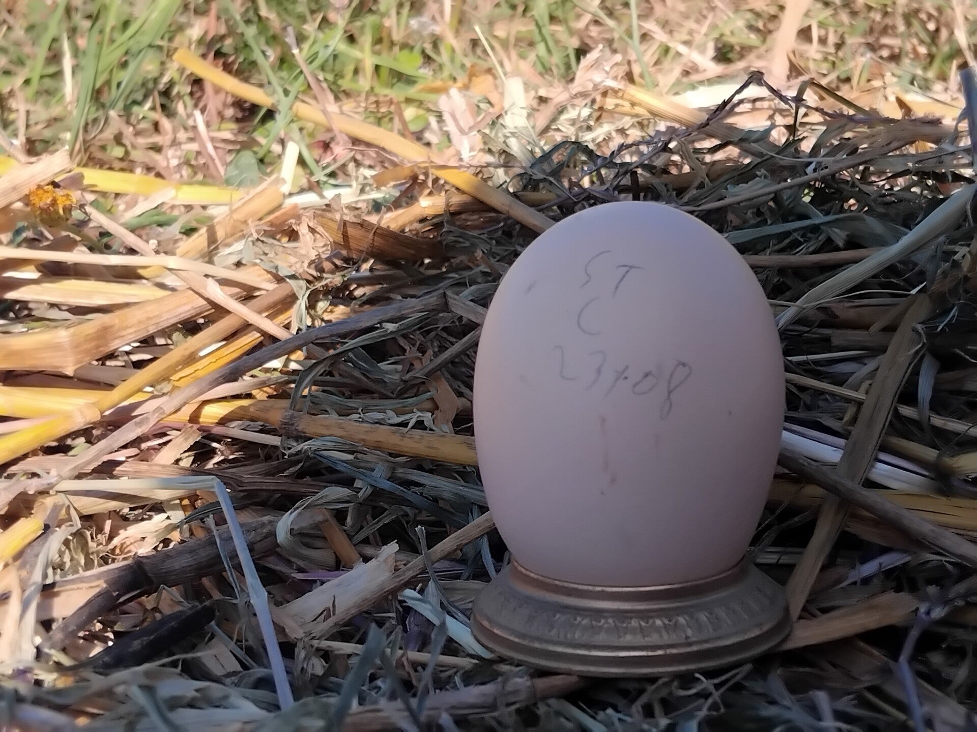 Oeuf fécondé Sussex Tricolore